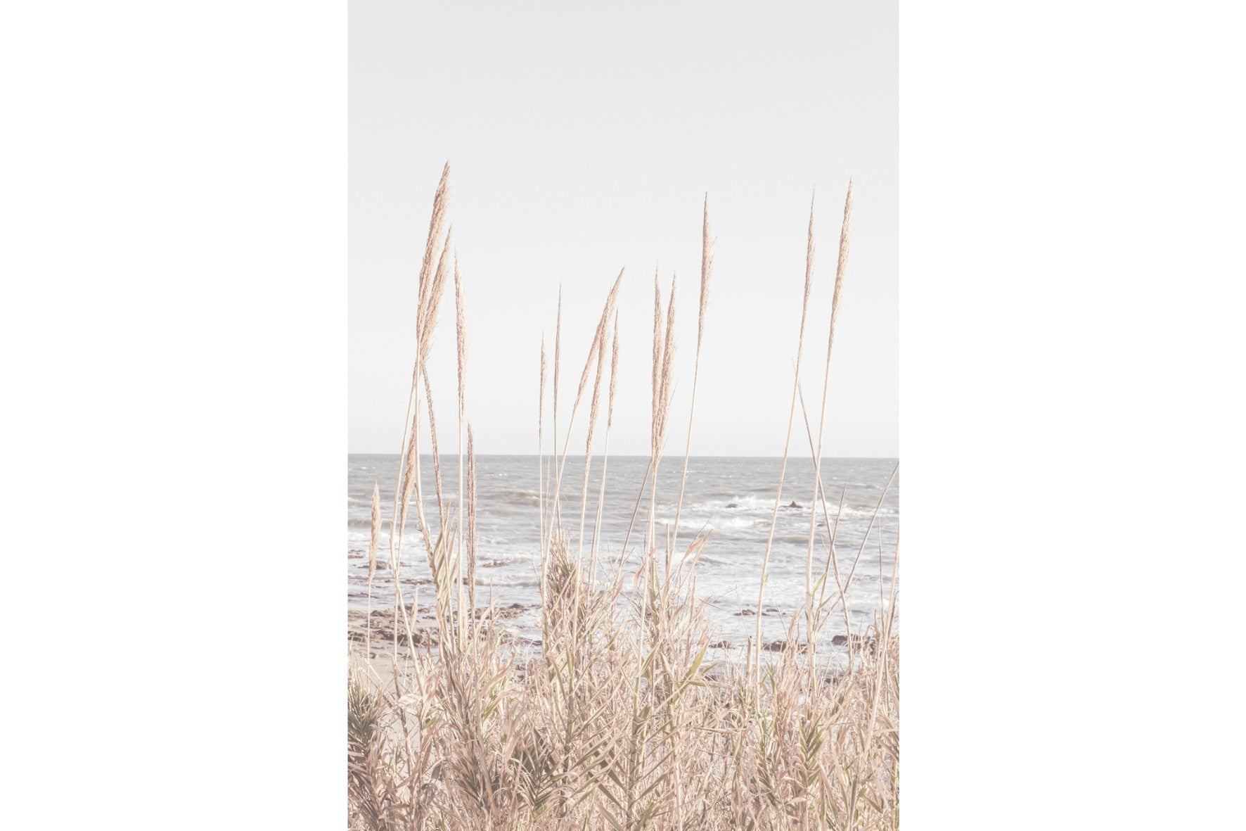 Reeds & Sand