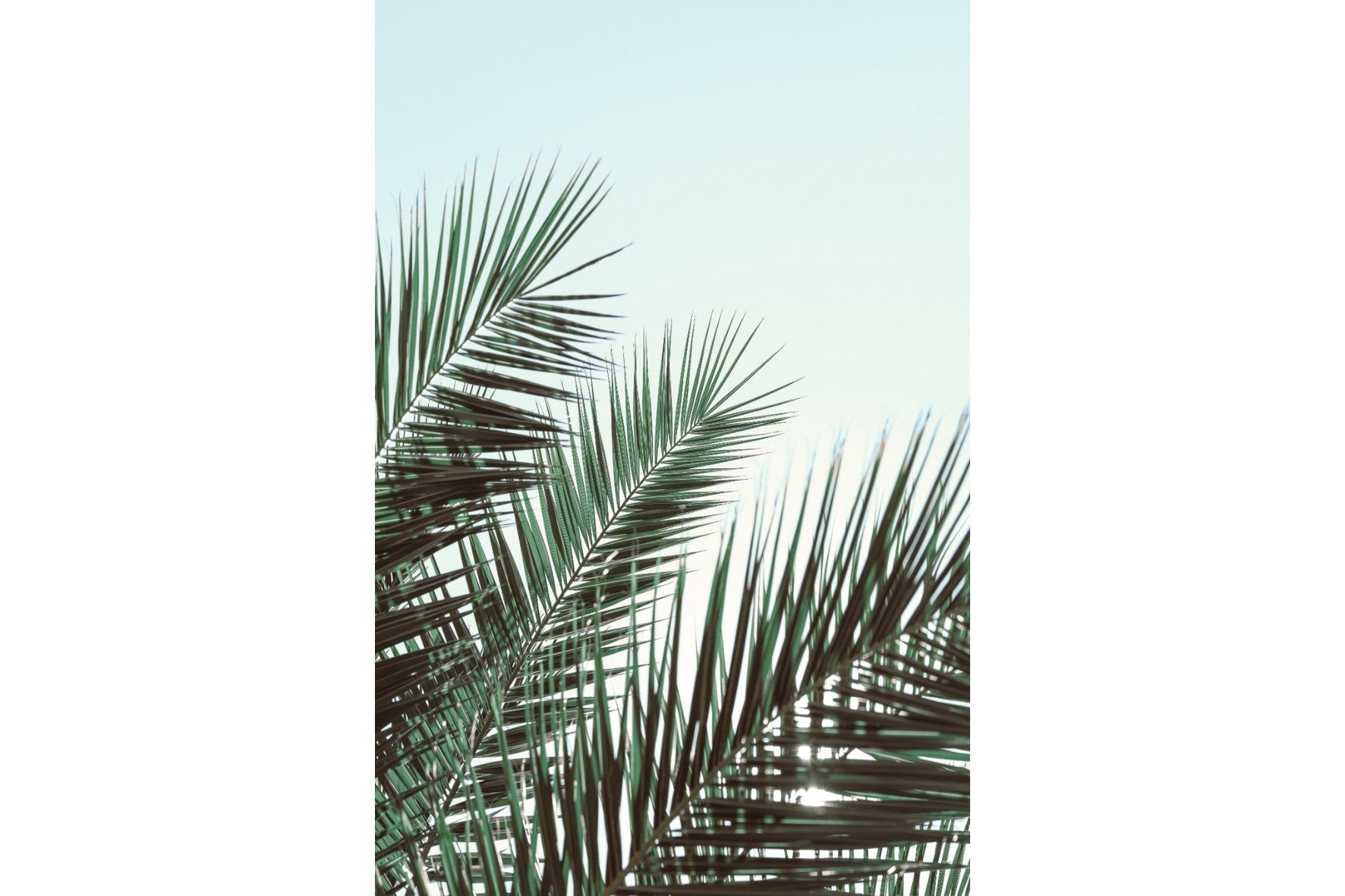 Palm Sky