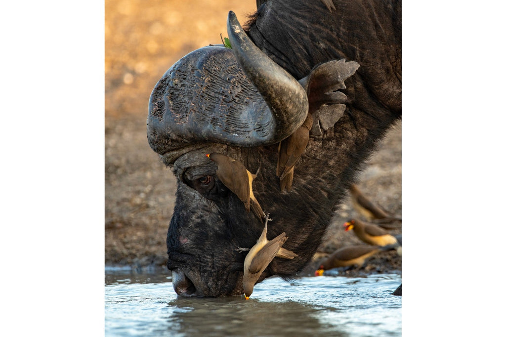 Drinking Buffalo