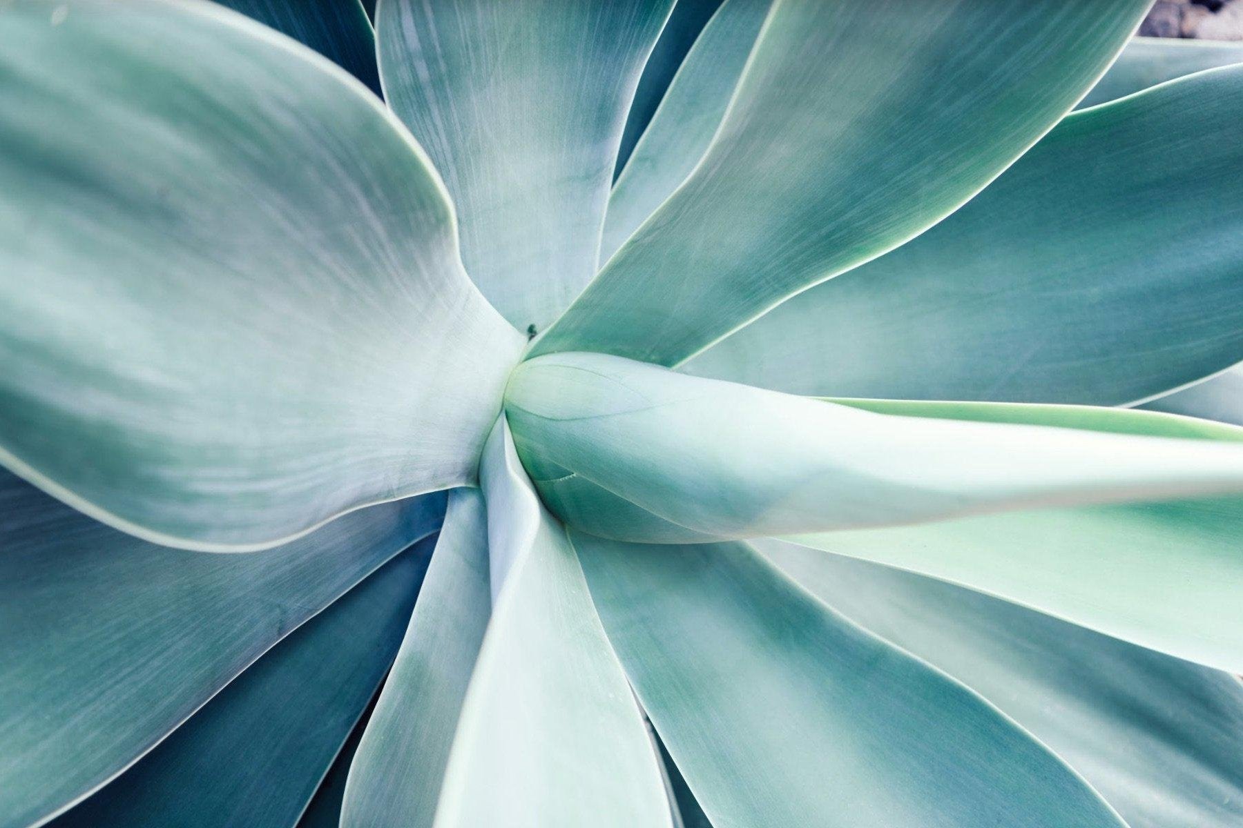 Agave-Wall_Art-Pixalot