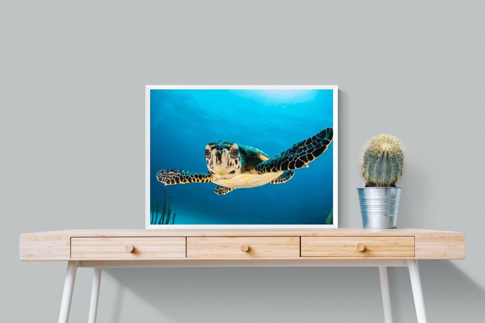 Baby Turtle-Wall_Art-80 x 60cm-Mounted Canvas-White-Pixalot