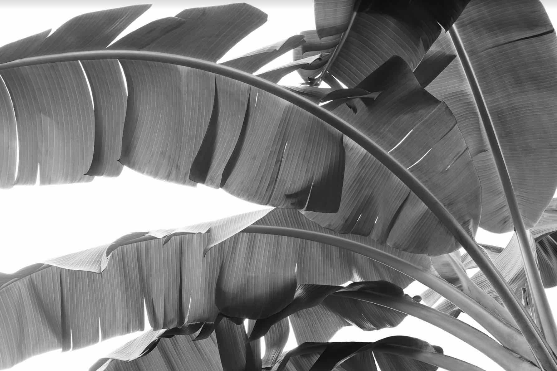 Banana Frond-Wall_Art-Pixalot