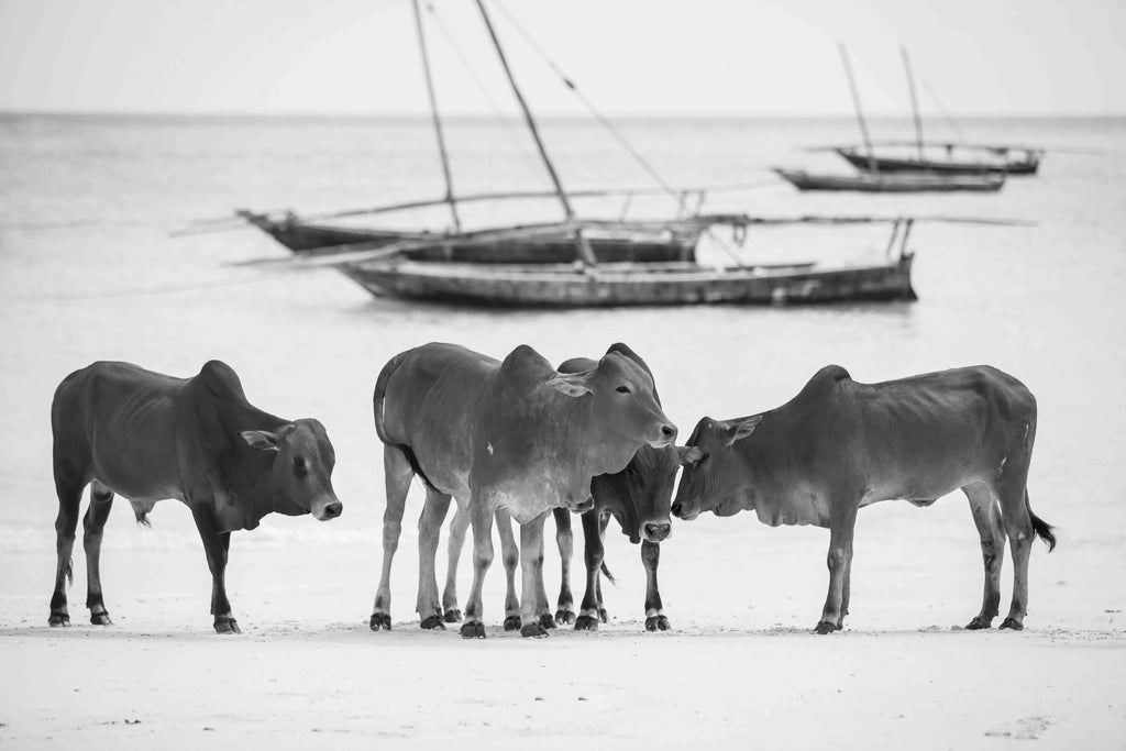 Beach Cattle-Wall_Art-Pixalot