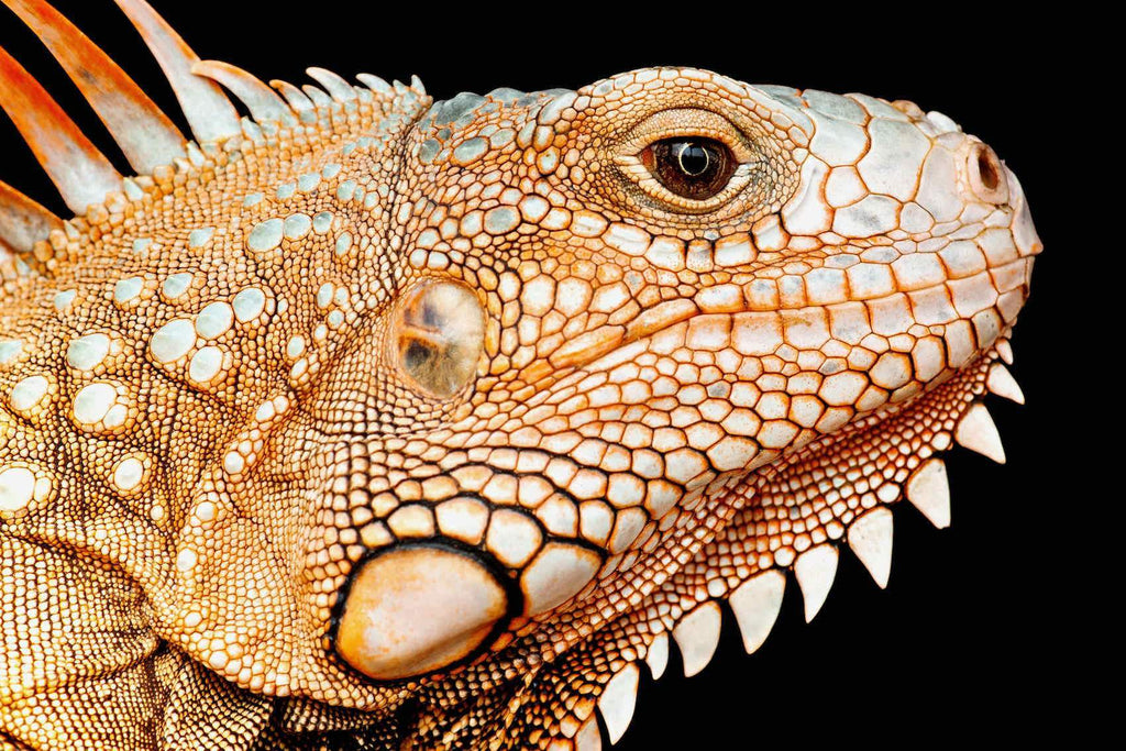 Bearded Dragon-Wall_Art-Pixalot