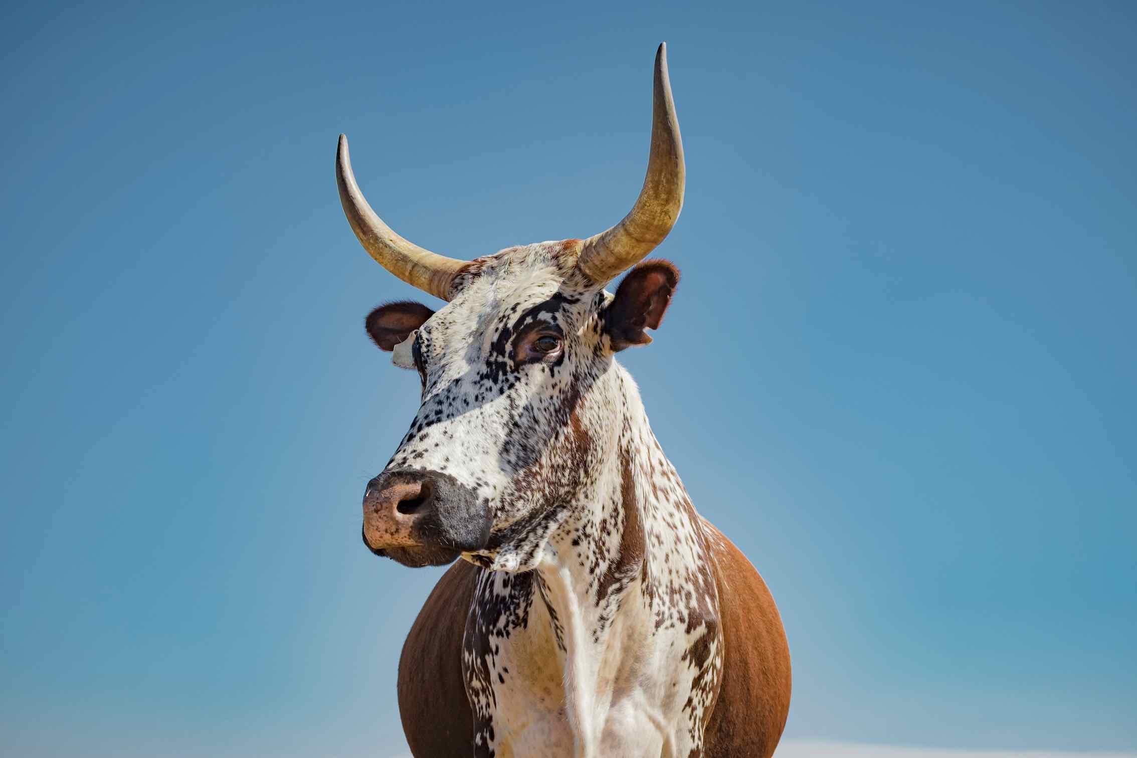 Brown Nguni-Wall_Art-Pixalot