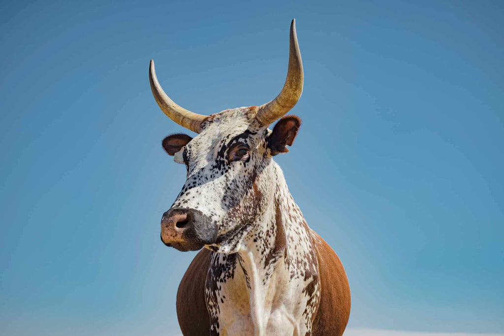 Brown Nguni-Wall_Art-Pixalot