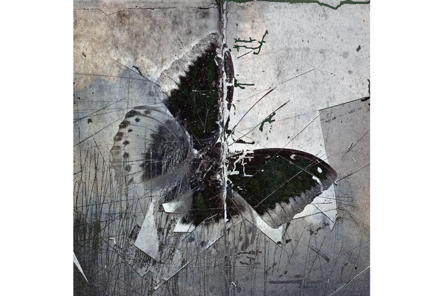 Butterfly Art-Wall_Art-Pixalot