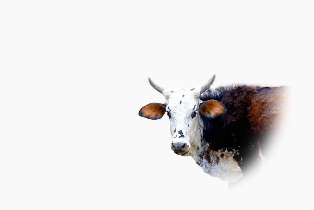 Curious Nguni-Wall_Art-Pixalot