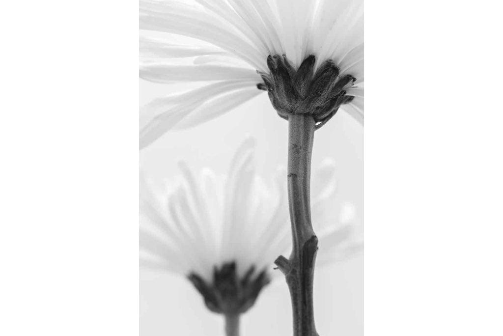 Daisy Stem-Wall_Art-Pixalot