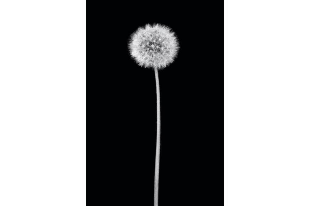 Dandelion Noir-Wall_Art-Pixalot