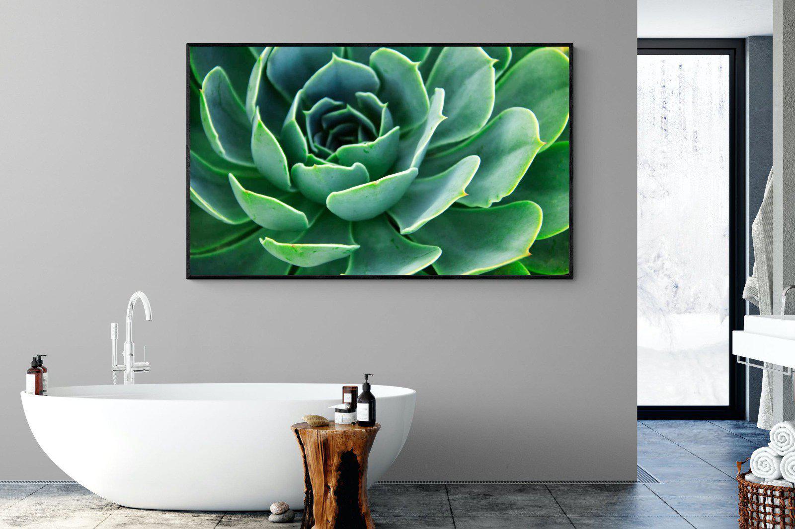 Echeveria Elegans-Wall_Art-180 x 110cm-Mounted Canvas-Black-Pixalot