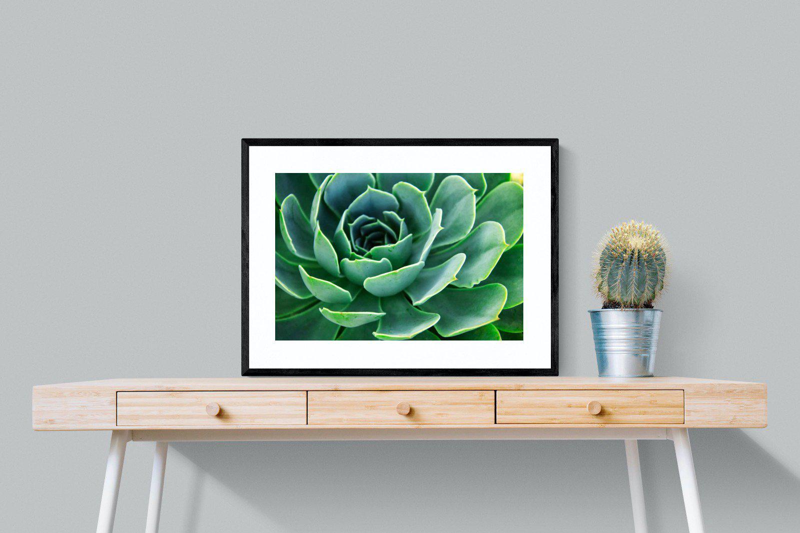 Echeveria Elegans-Wall_Art-80 x 60cm-Framed Print-Black-Pixalot