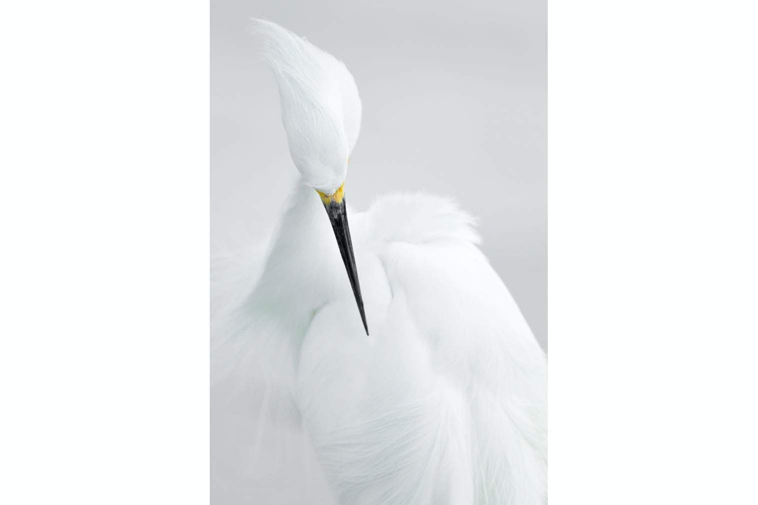 Egret-Wall_Art-Pixalot