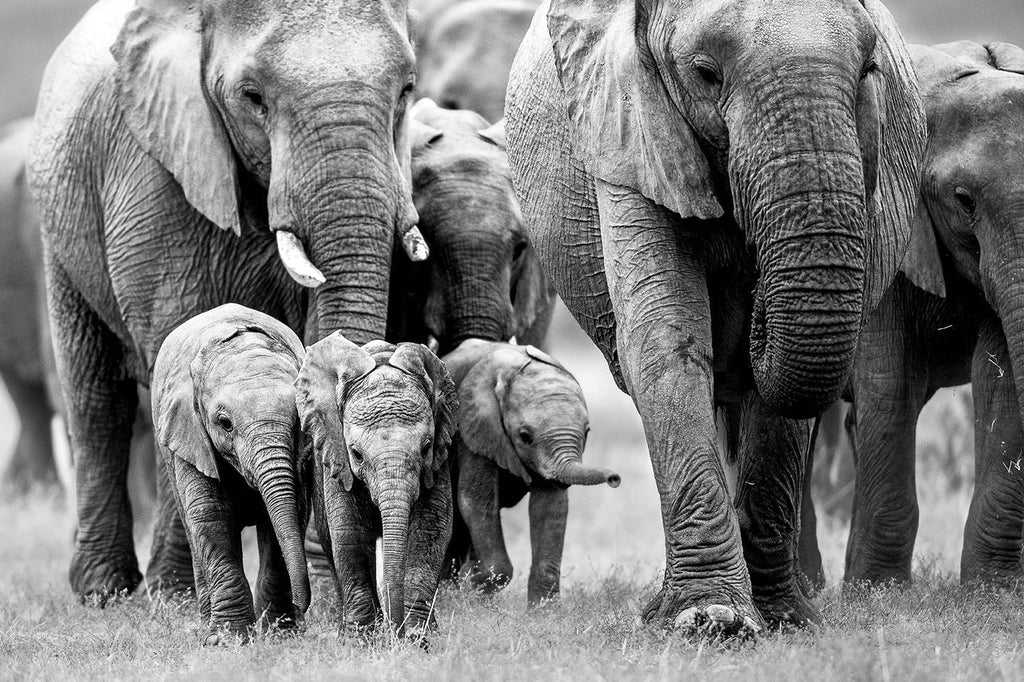 Elephant Family-Wall_Art-Pixalot