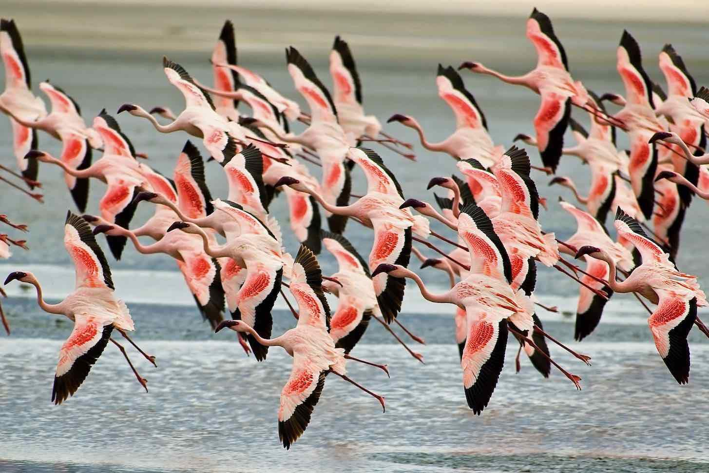 Flamingo Flight-Wall_Art-Pixalot