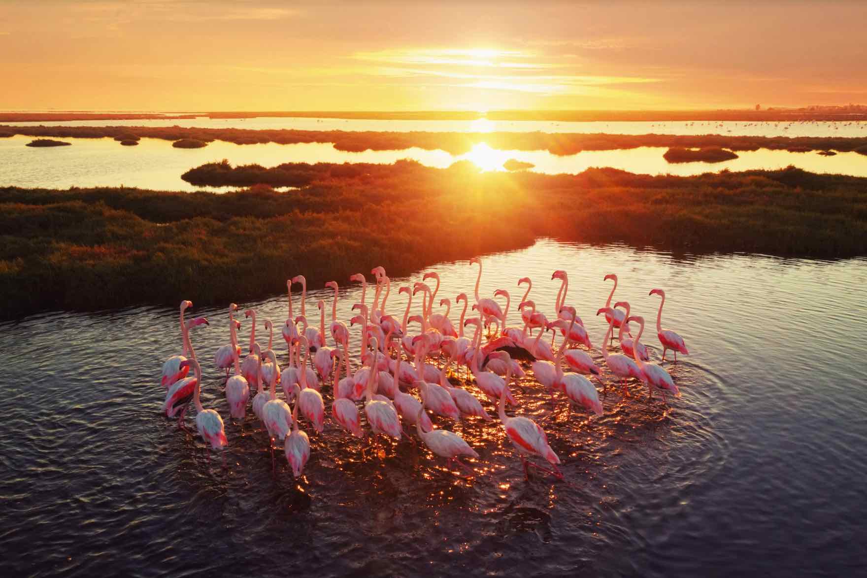 Flamingos-Wall_Art-Pixalot