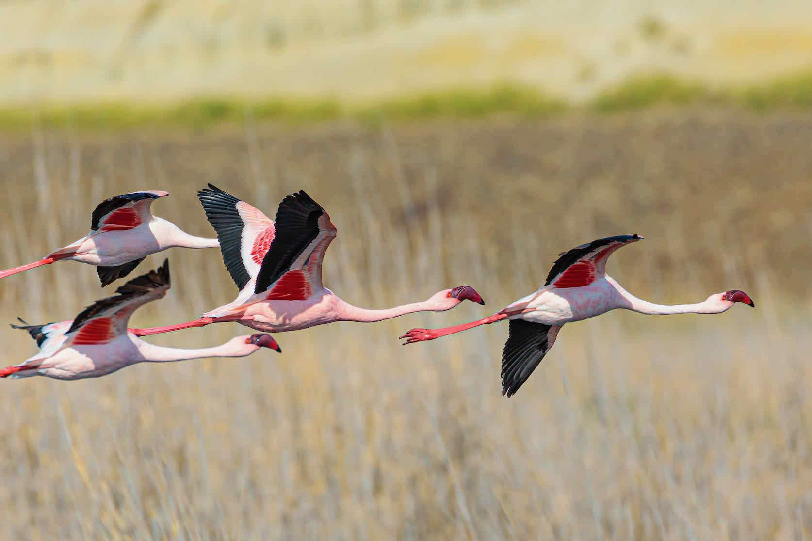 Flying Flamingos-Wall_Art-Pixalot