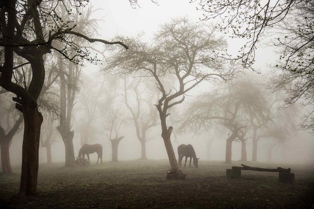 Grazing in the Fog-Wall_Art-Pixalot