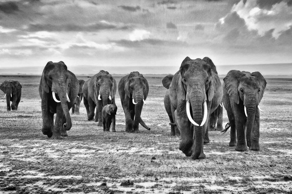 Great Tuskers-Wall_Art-Pixalot