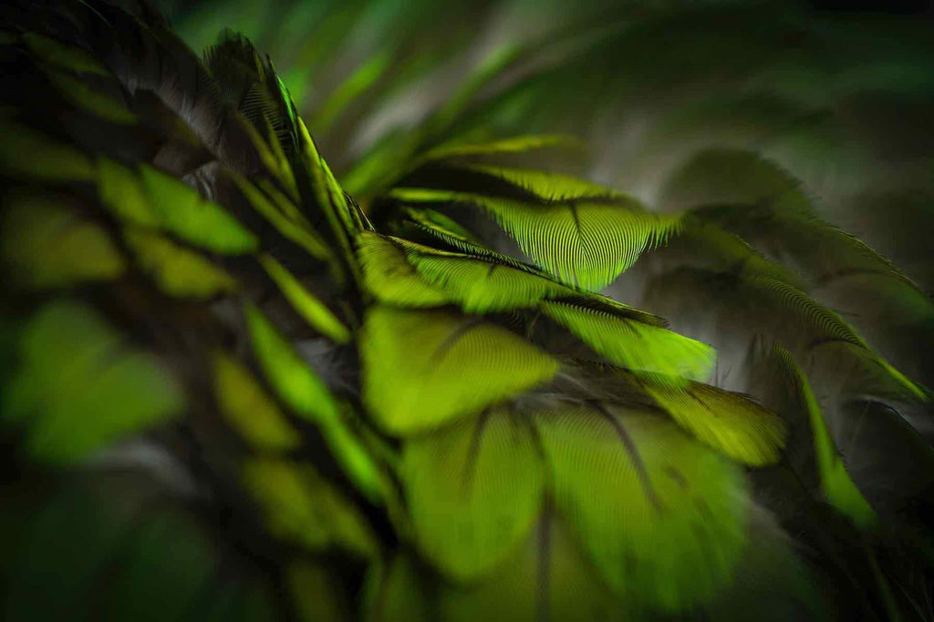 Green Feathers-Wall_Art-Pixalot