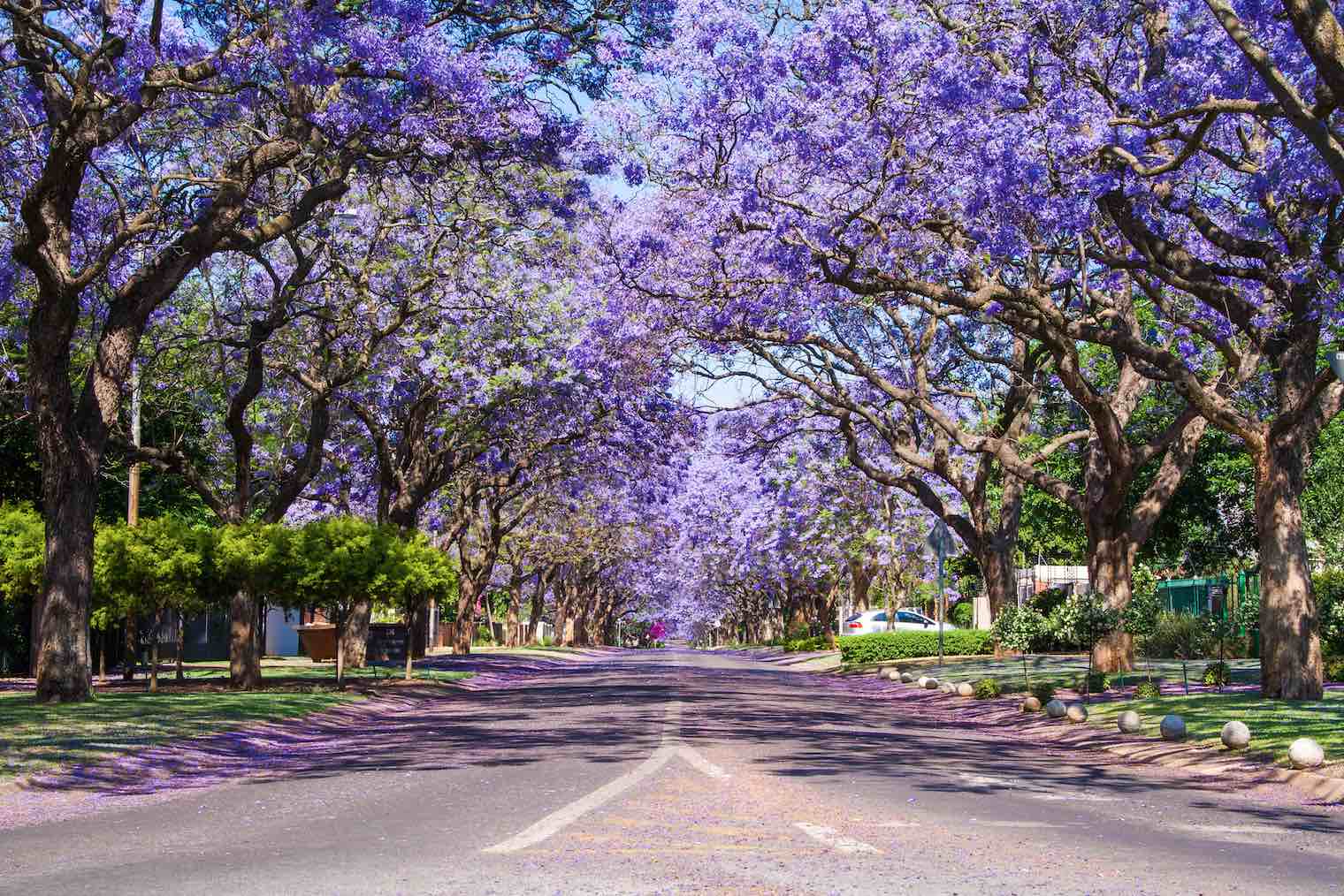 Jacaranda-Wall_Art-Pixalot