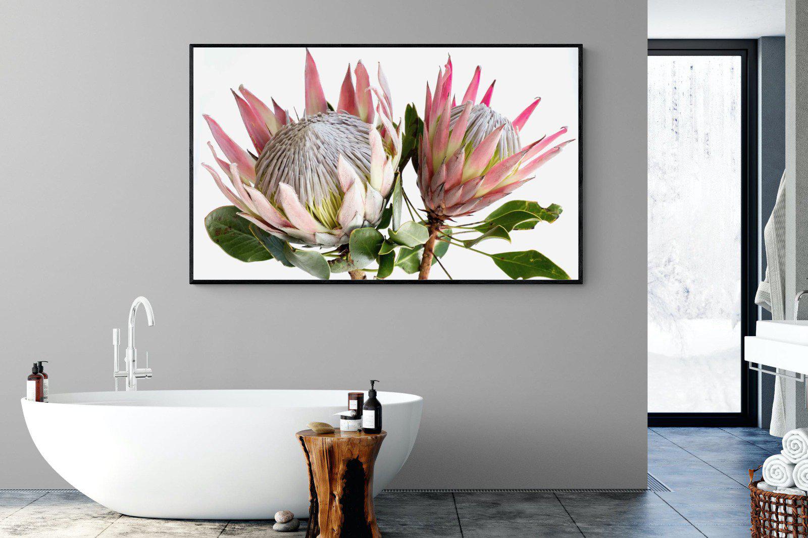 King Proteas-Wall_Art-180 x 110cm-Mounted Canvas-Black-Pixalot