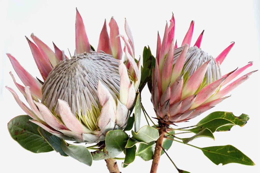 King Proteas-Wall_Art-Pixalot