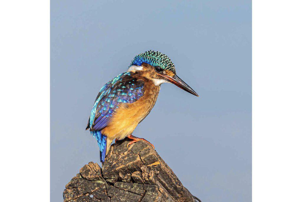 Kingfisher-Wall_Art-Pixalot