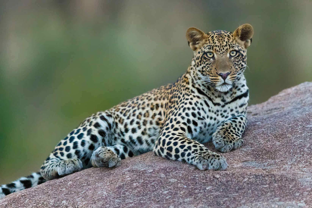 Laying Leopard-Wall_Art-Pixalot