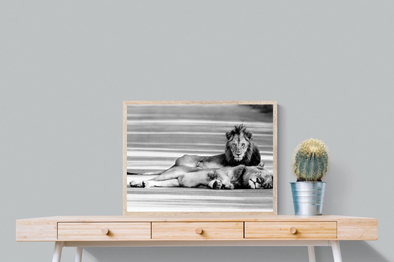 Laying Lion-Wall_Art-80 x 60cm-Mounted Canvas-Wood-Pixalot