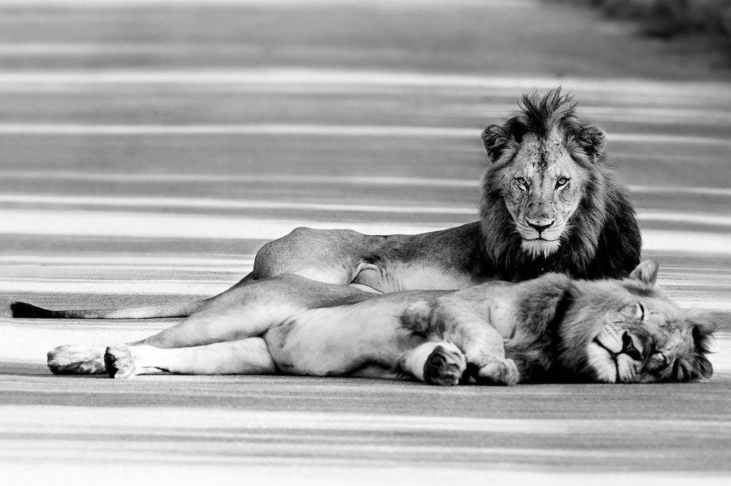 Laying Lion-Wall_Art-Pixalot