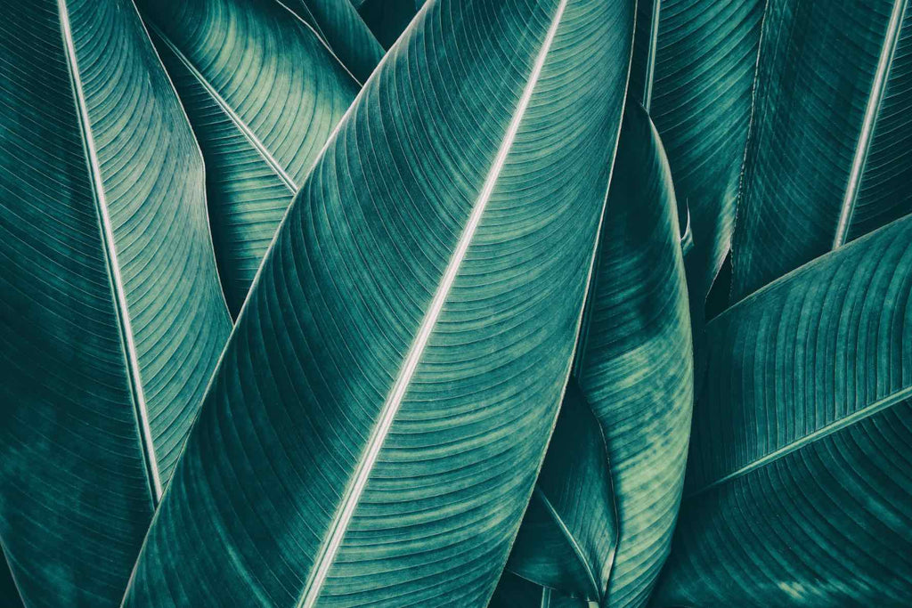 Leafy Greens-Wall_Art-Pixalot