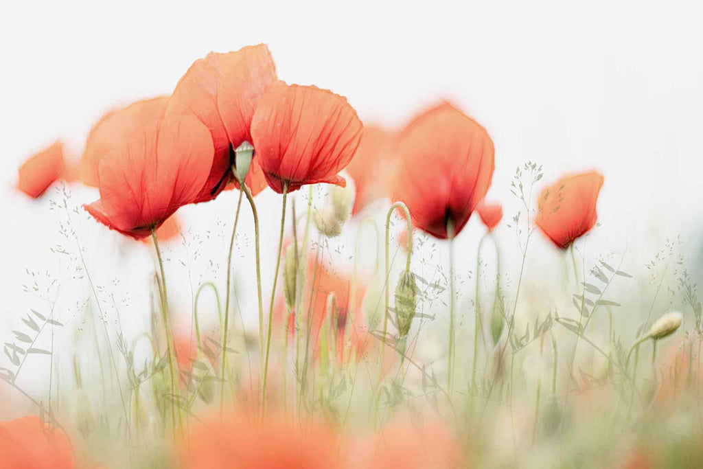 Light Poppies-Wall_Art-Pixalot