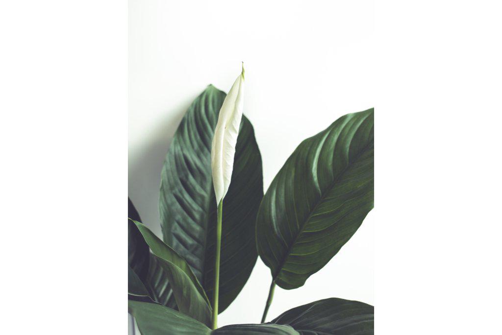 Lily Leaves-Wall_Art-Pixalot