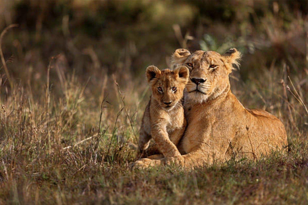 Lioness & Cub-Wall_Art-Pixalot