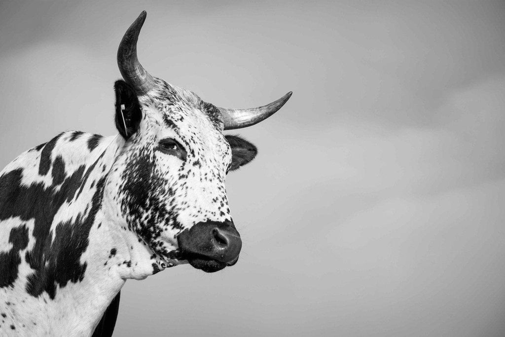 Nguni Bull-Wall_Art-Pixalot