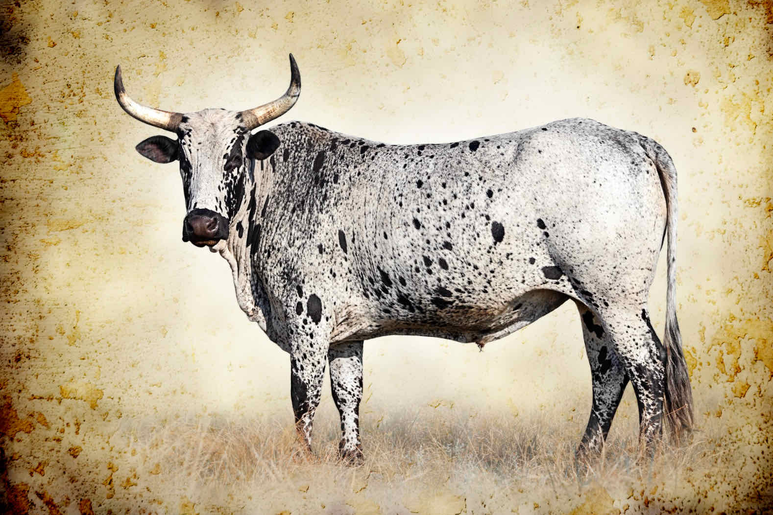 Nguni Ox-Wall_Art-Pixalot