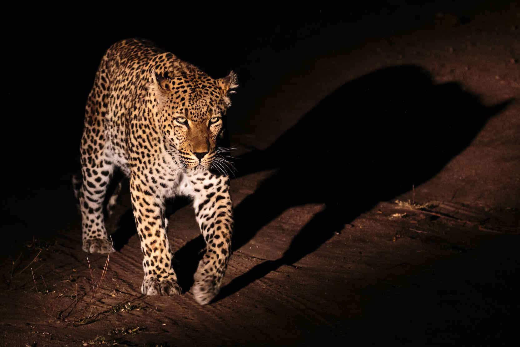 Night Leopard-Wall_Art-Pixalot