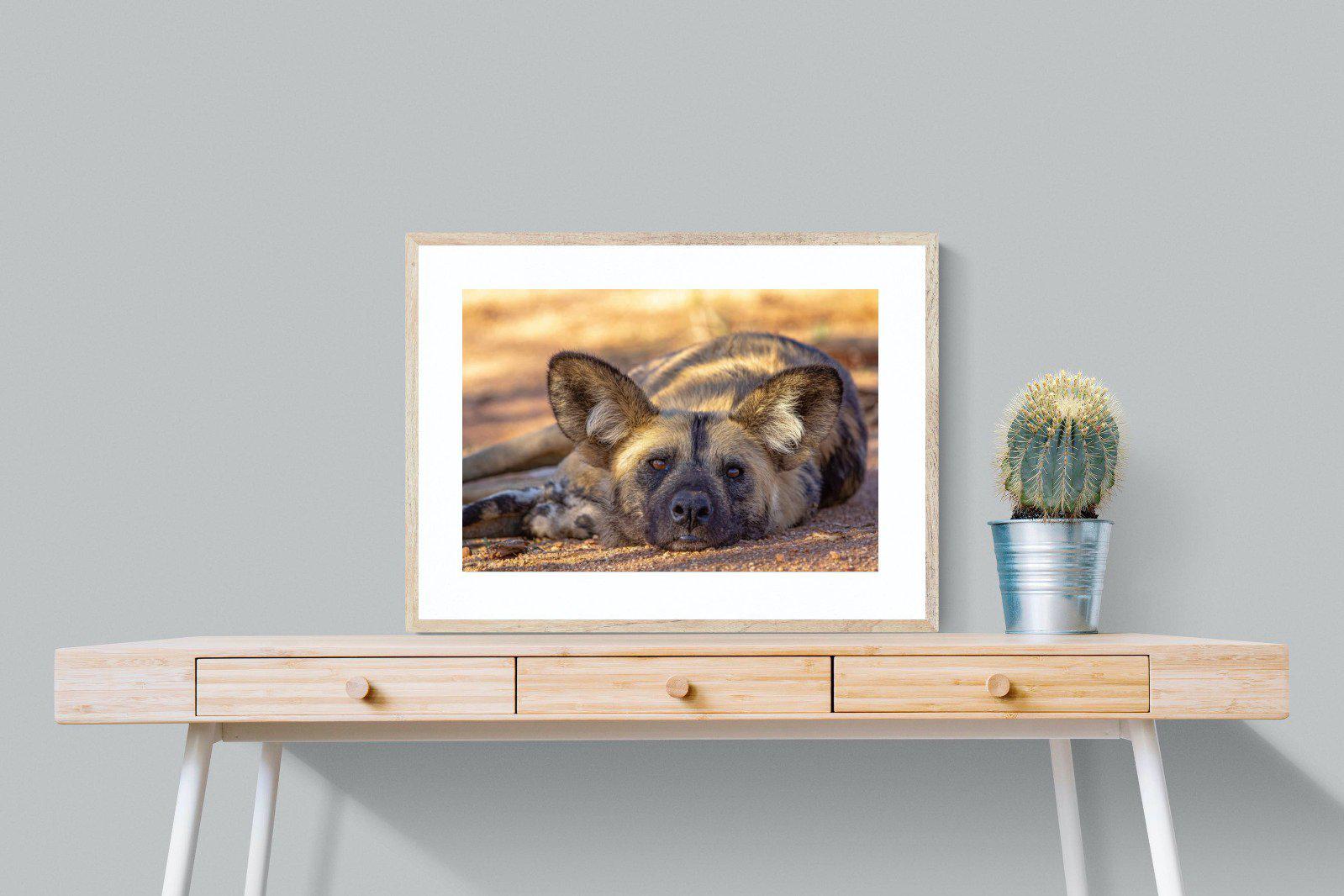 Not So Wild Dog-Wall_Art-80 x 60cm-Framed Print-Wood-Pixalot