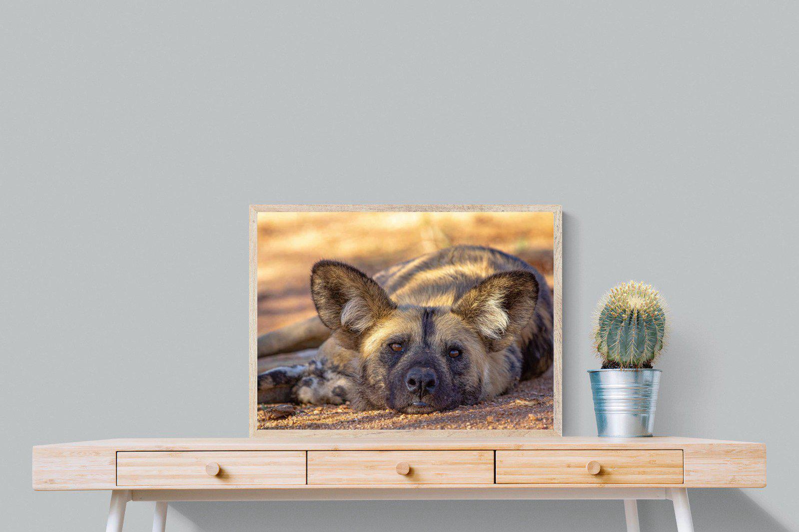 Not So Wild Dog-Wall_Art-80 x 60cm-Mounted Canvas-Wood-Pixalot