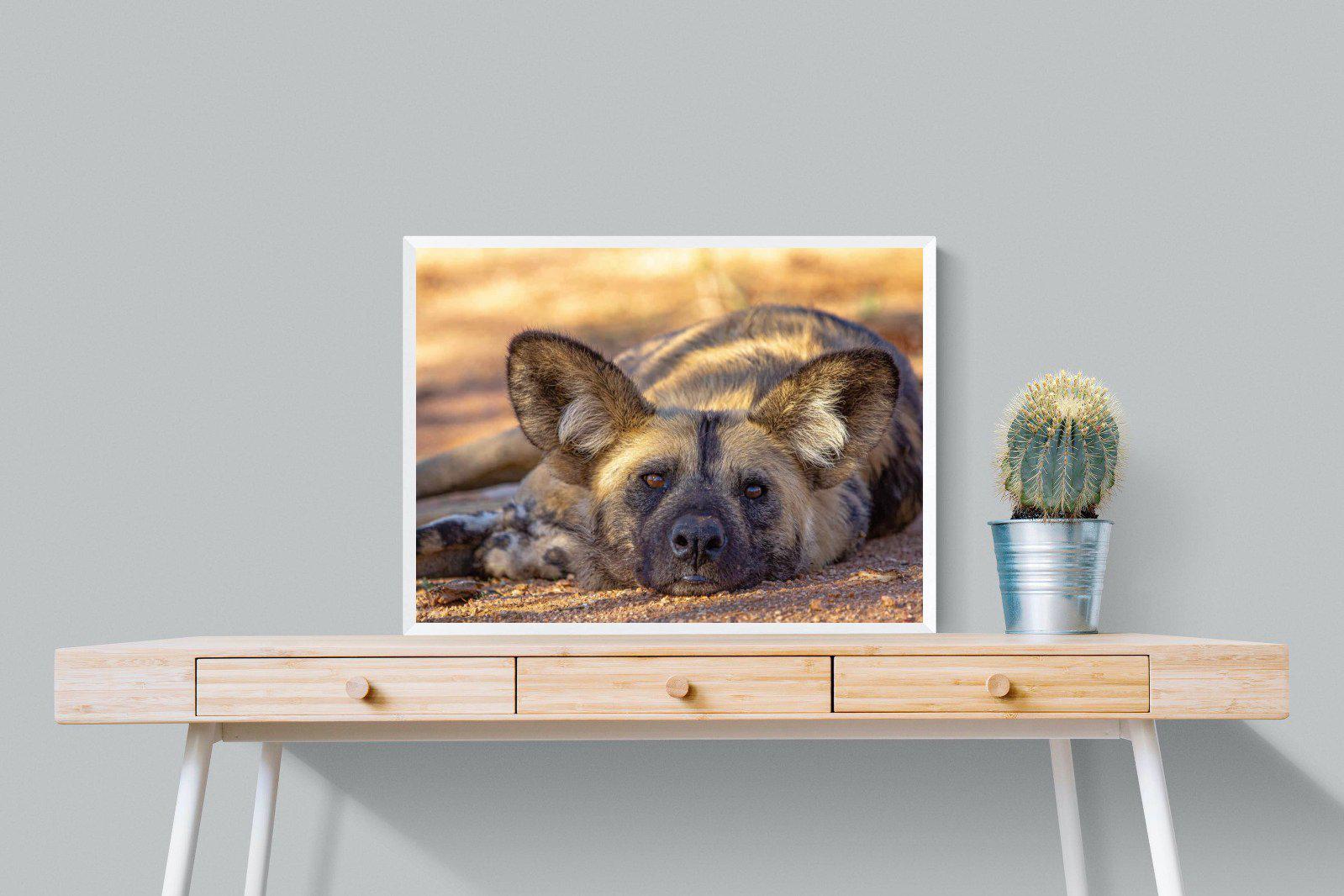 Not So Wild Dog-Wall_Art-80 x 60cm-Mounted Canvas-White-Pixalot