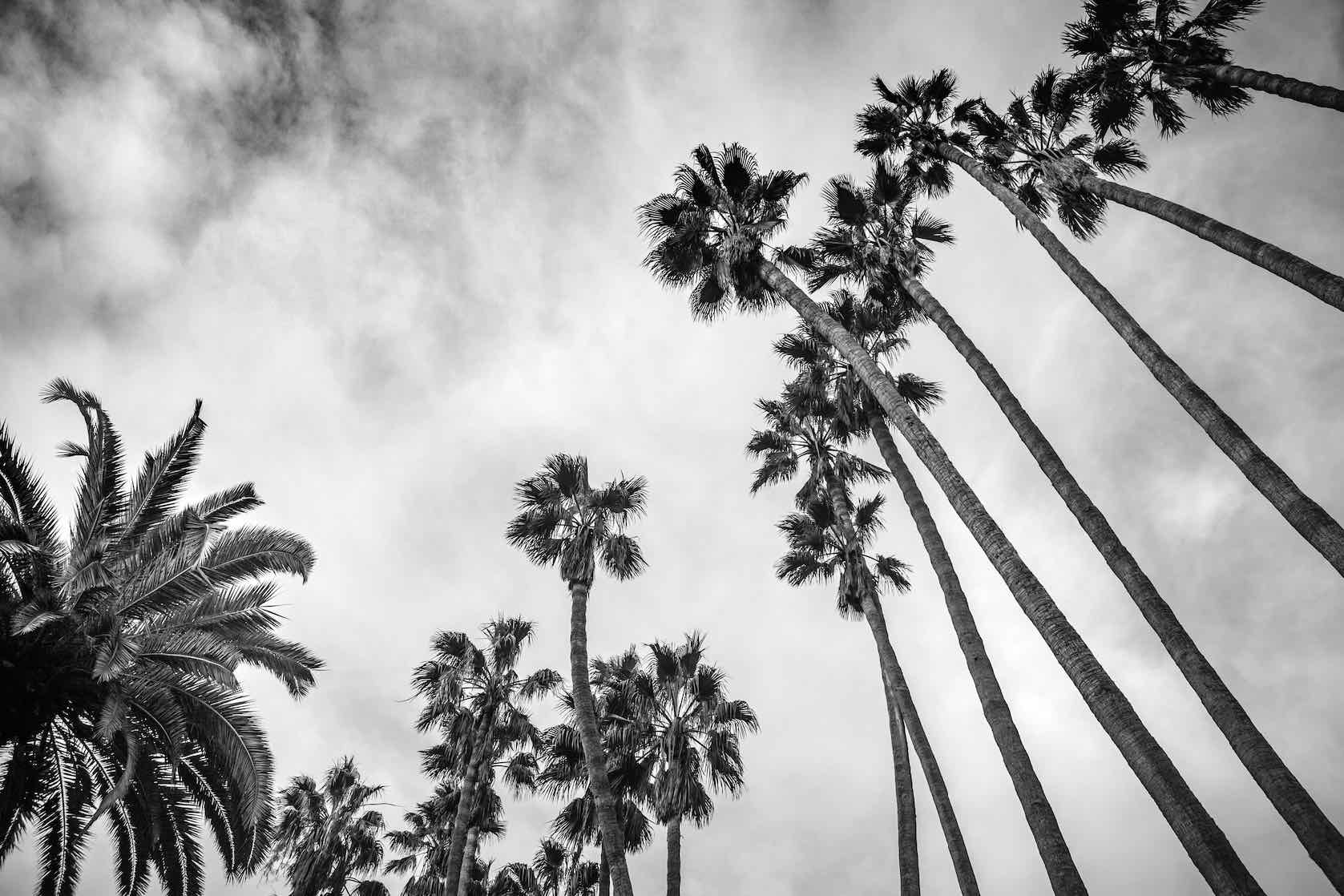 Palms-Wall_Art-Pixalot