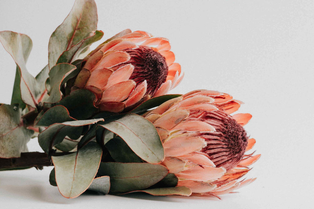 Peachy Proteas-Wall_Art-Pixalot