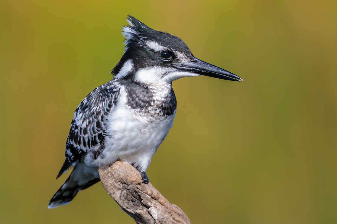 Pied Kingfisher-Wall_Art-Pixalot