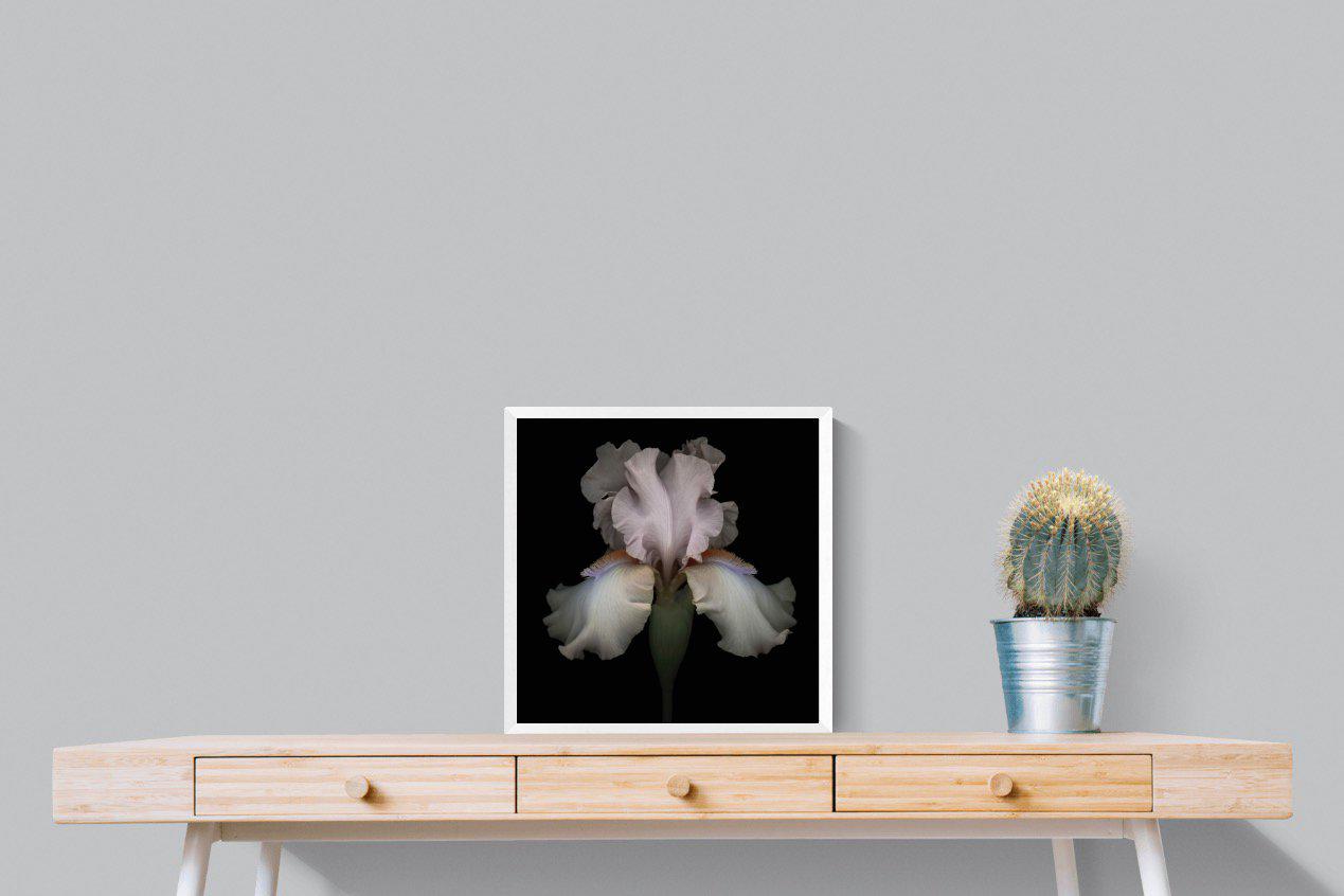 Pink Iris-Wall_Art-50 x 50cm-Mounted Canvas-White-Pixalot