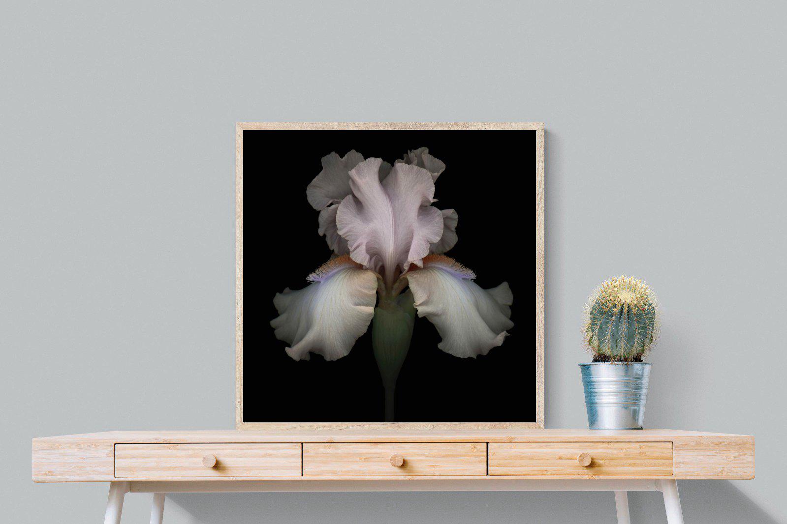 Pink Iris-Wall_Art-80 x 80cm-Mounted Canvas-Wood-Pixalot