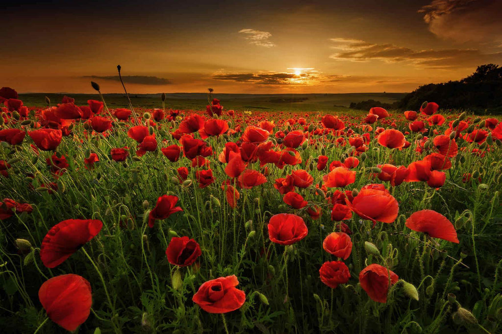 Poppy Fields-Wall_Art-Pixalot