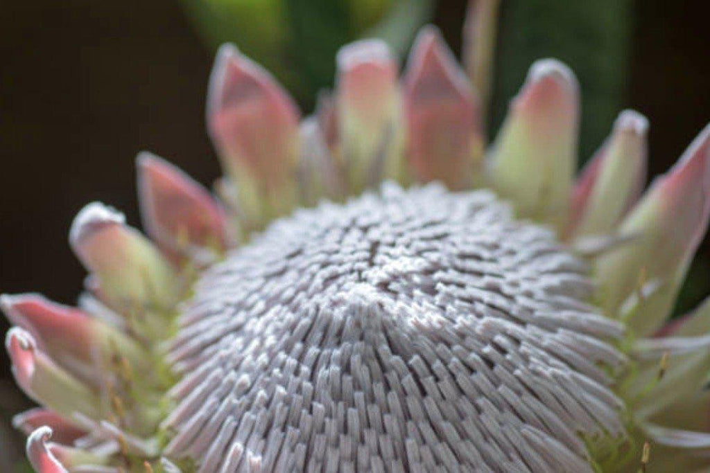 Protea Bloom-Wall_Art-Pixalot