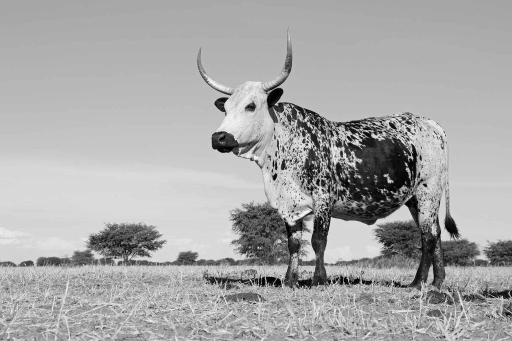 Proud Nguni-Wall_Art-Pixalot