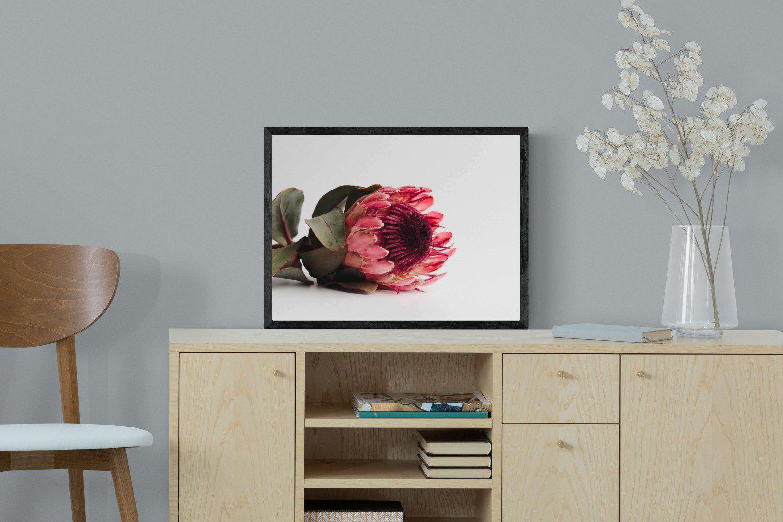 Resting Protea-Wall_Art-60 x 45cm-Mounted Canvas-Black-Pixalot